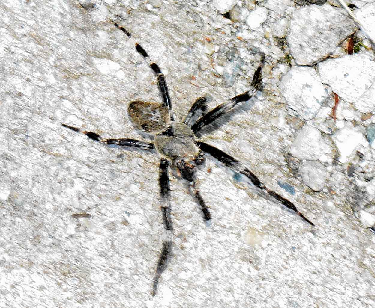 Maschio di Araneus cfr angulatus - Bannio Anzino (MI)